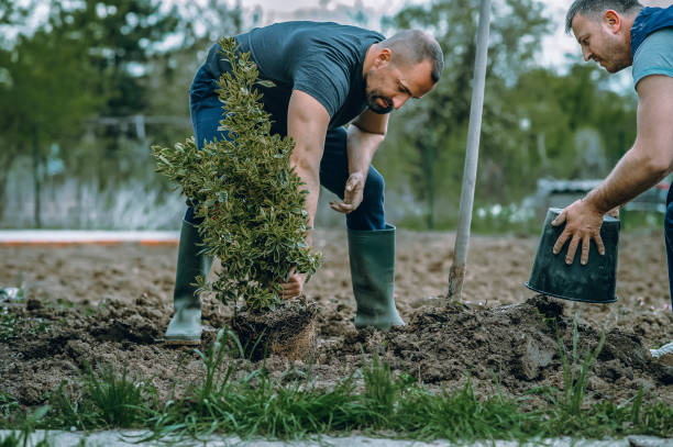 Best Affordable Tree Service  in Lake Wildwood, CA